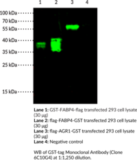 GST-tag Monoclonal Antibody (Clone 6C10G4)