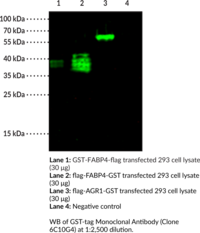 GST-tag Monoclonal Antibody (Clone 6C10G4)