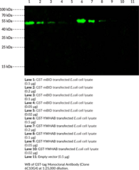 GST-tag Monoclonal Antibody (Clone 6C10G4)