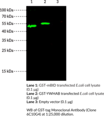 GST-tag Monoclonal Antibody (Clone 6C10G4)
