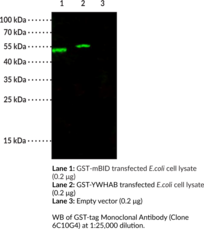 GST-tag Monoclonal Antibody (Clone 6C10G4)