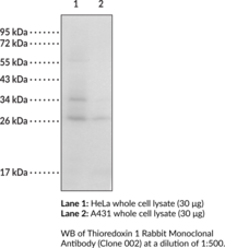 Thioredoxin 1 Rabbit Monoclonal Antibody (Clone 002) (Trx1, Txn1)