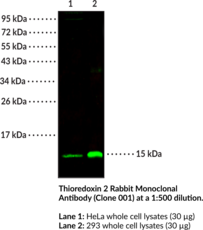Thioredoxin 2 Rabbit Monoclonal Antibody (Clone 001) (Mitochondrial Thioredoxin, mtTrx, Trx2, Txn2)