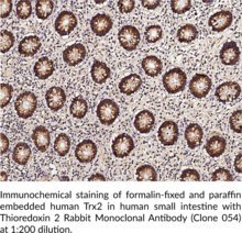 Thioredoxin 2 Rabbit Monoclonal Antibody (Clone 054) (Mitochondrial Thioredoxin, mtTrx, Trx2, Txn2)