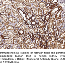 Thioredoxin 2 Rabbit Monoclonal Antibody (Clone 054)