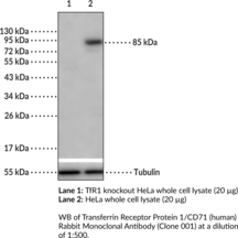 Transferrin Receptor Protein 1/CD71 (human) Rabbit Monoclonal Antibody (Clone 001)