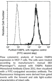 FABP6 Rabbit Monoclonal Antibody (Clone 201)