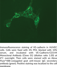VE-Cadherin/CD144 Monoclonal Antibody (Clone 01)