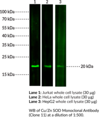 Cu/Zn SOD Monoclonal Antibody (Clone 11)