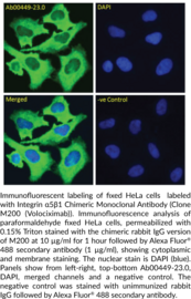 Integrin α5β1 Chimeric Monoclonal Antibody (Clone M200 (Volociximab)) (CD49E, CD29, CD49 Antigen-like Family Member E, Cluster of Differentiation 29, Fibronectin Receptor Subunit α, Fibronectin Receptor Subunit β, GPIIa, ITGA5, ITGB1, Platelet Glycoprotein IIa, Very Late Antigen-5, VLA-4 Subunit β, VLA-5)