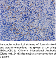 ITGAL/CD11a Chimeric Monoclonal Antibody (Clone hu1124 (Efalizumab)) (CD11 Antigen-like Family Member A, Integrin subunit αL, ITGAL, Leukocyte Adhesion Glycoprotein LFA-1 α chain, LFA-1A)