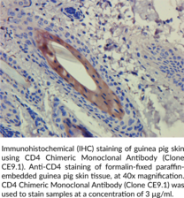 CD4 Chimeric Monoclonal Antibody (Clone CE9.1)