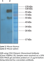 CD4 Chimeric Monoclonal Antibody (Clone YNB46.1.8) (Cluster of Differentiation 4, T Cell Surface Antigen T4, T Cell Surface Glycoprotein CD4)