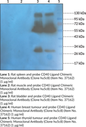 CD40 Ligand Chimeric Monoclonal Antibody (Clone hu5c8) (CD40L, CD154, T-BAM, T Cell Antigen Gp39, T Cell-B Cell-activating Molecule, TNF Ligand Superfamily Member 5, TNF-related Activation Protein, TRAP)