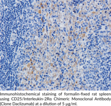 CD25/Interleukin-2Rα Chimeric Monoclonal Antibody (Clone Daclizumab)