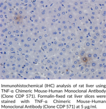 TNF-α Chimeric Mouse-Human Monoclonal Antibody (Clone CDP 571)