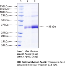 ApoE2 (human, recombinant) (Apolipoprotein E2)