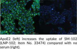ApoE2 (human, recombinant)