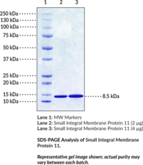 Small Integral Membrane Protein 11 (human, recombinant) (Chromosome 21 Open Reading Frame 51, C21orf51, SMIM11, SMIM11A, SMIM11B, FAM165B, Family with Sequence Similarity 165, Member B)
