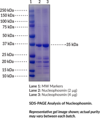 Nucleophosmin (human, recombinant) (NPM, NPM1, Nucleolar Phosphoprotein B23, Nucleolar Protein NO38, Numatrin)