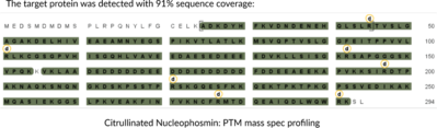Citrullinated Nucleophosmin (human, recombinant)