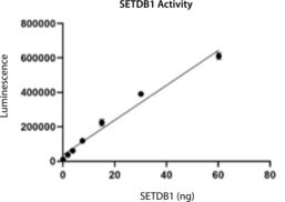 SETDB1 (human, recombinant)