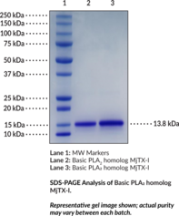Basic PLA2 homolog MjTX-I (Bothrops moojeni, recombinant) (Basic Phospholipase A2 homolog 1, Basic PLA2 homolog BomoTx, B. moojeni Myotoxin I, svPLA2 homolog)