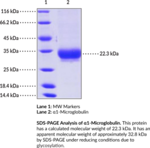 α1-Microglobulin (human, recombinant) (A1M, α1-Microglycoprotein, Protein HC)