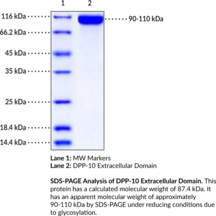 DPP-10 Extracellular Domain (human, recombinant) (Dipeptidyl Peptidase 10, Dipeptidyl Peptidase IV-related Protein 3, Dipeptidyl Peptidase-like Protein 2, Dipeptidyl Peptidase Y, DPL2, DPRP-3)