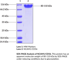 NCAM1/CD56 (human, recombinant) (Cluster of Differentiation 56, Neural Cell Adhesion Molecule 1)
