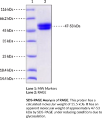 RAGE (human, recombinant) (Advanced Glycosylation End Product-specific Receptor, AGER, Receptor for Advanced Glycosylation End Products)