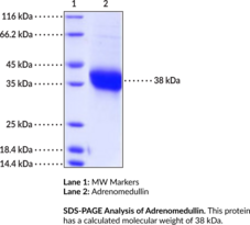 Adrenomedullin (human, recombinant) (ADM, AM)