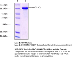 DC-SIGN1/CD209 Extracellular Domain (human, recombinant) (CD209 Antigen Isoform 1, CLEC4L, C-type Lectin Domain Family 4 Member L, DC-SIGN1A Type I, Dendritic Cell-specific ICAM-3-grabbing Non-integrin 1)