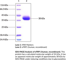 sFRP1 (human, recombinant) (SARP-2, Secreted Apoptosis-related Protein 2, Secreted Frizzled-related Protein 1)