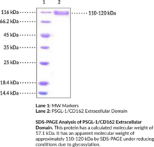 P-Selectin Glycoprotein Ligand-1/CD162 Extracellular Domain (human, recombinant; His- and Fc-tagged) (CD162, Cluster Of Differentiation 162, PSGL-1, Selectin P Ligand, SELPLG)