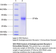 Asialoglycoprotein Receptor 1 Extracellular Domain (human, recombinant) (ASGPR1, ASGR1, C-type Lectin Domain Family 4 Member H1, CLEC4H1, Hepatic Lectin H1, HL-1)