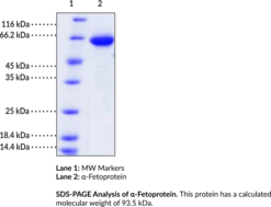 α-Fetoprotein (human, recombinant) (AFP, FETA, α-Fetoglobulin)