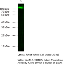 LAMP-1/CD107a Rabbit Monoclonal Antibody (Clone 107)