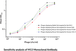 M13 Monoclonal Antibody (Clone MM05) (M13 Phage)