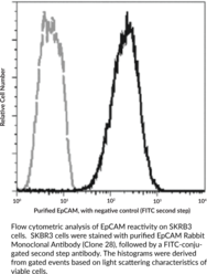 EpCAM Rabbit Monoclonal Antibody (Clone 28)