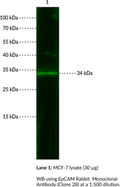 EpCAM Rabbit Monoclonal Antibody (Clone 28)
