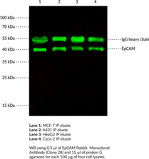 EpCAM Rabbit Monoclonal Antibody (Clone 28)