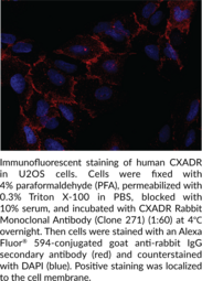 CXADR Rabbit Monoclonal Antibody (Clone 271) (CAR, Coxsackievirus and Adenovirus Receptor, CXADR Ig-like Adhesion Molecule)