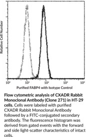 CXADR Rabbit Monoclonal Antibody (Clone 271)