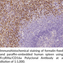 FcγRIIIa/CD16a Polyclonal Antibody