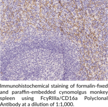 FcγRIIIa/CD16a Polyclonal Antibody