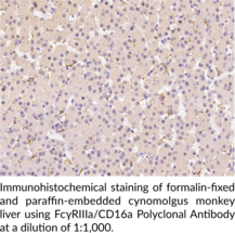 FcγRIIIa/CD16a Polyclonal Antibody