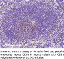 CD8a Polyclonal Antibody (T Cell Surface Glycoprotein CD8 α-chain, T Cell Surface Glycoprotein CD8 Alpha Chain)