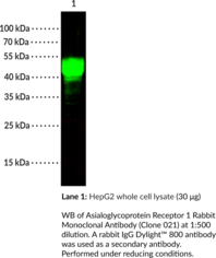 Asialoglycoprotein Receptor 1 Rabbit Monoclonal Antibody (Clone 021) (ASGPR1, ASGR1, C-type Lectin Domain Family 4 Member H1, CLEC4H1, Hepatic Lectin H1, HL-1)