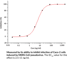 MERS-CoV Spike Glycoprotein Rabbit Monoclonal Antibody (Clone 723) (Middle East Respiratory Syndrome Coronavirus Spike Glycoprotein)